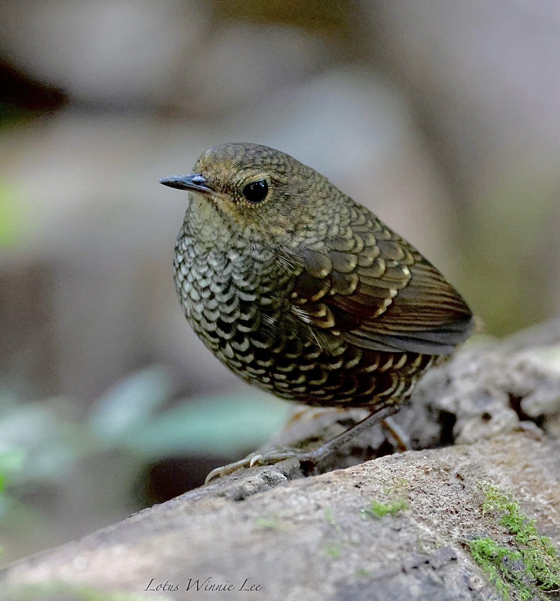 Lotus Winnie Lee tweet media