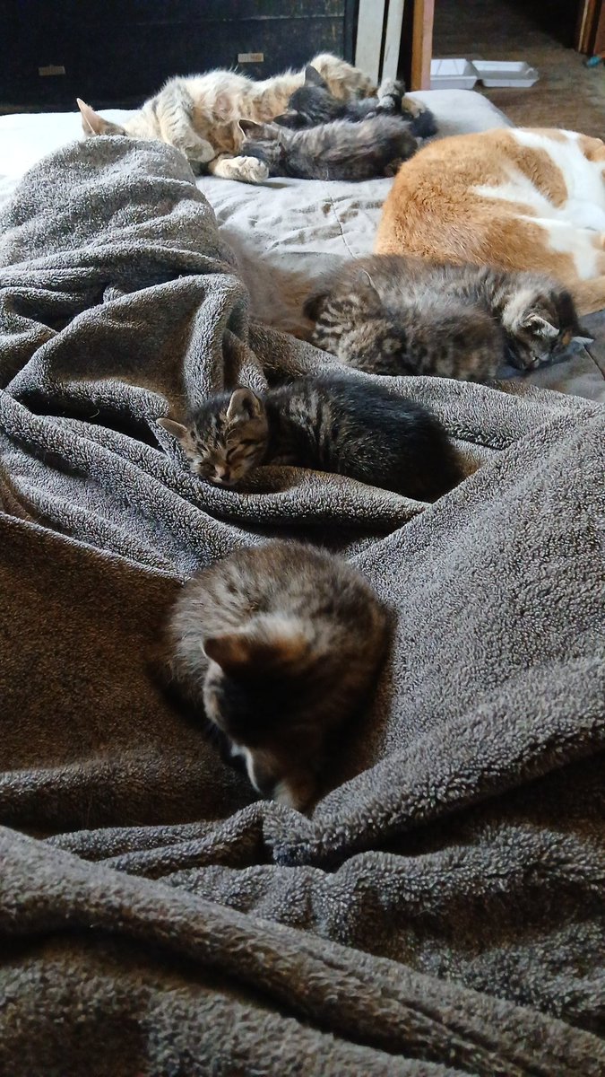 CutbirthSean's tweet photo. Nap time https://t.co/UiYL8K54F3
