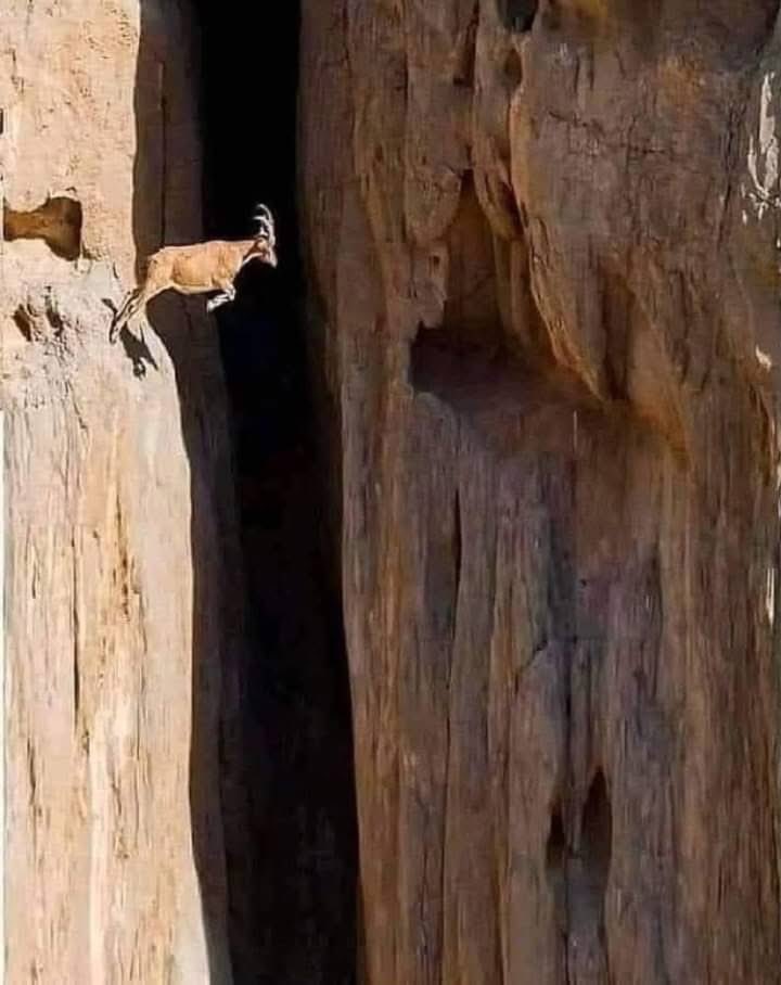 The Last Farm tweet media