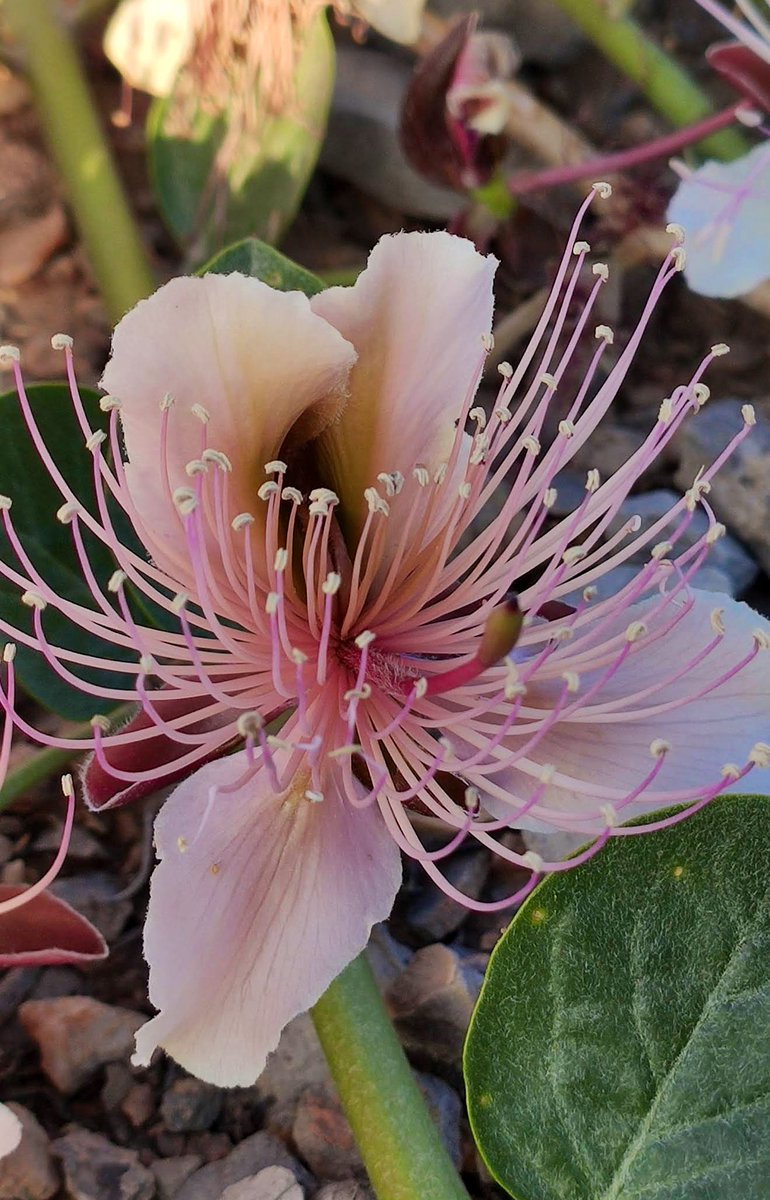 The Last Farm tweet media