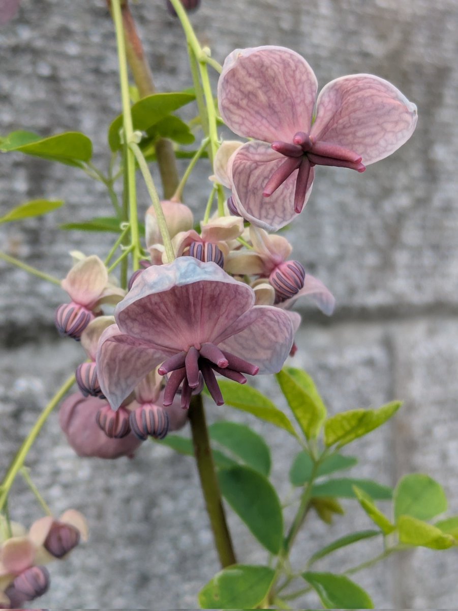 ういとら tweet media