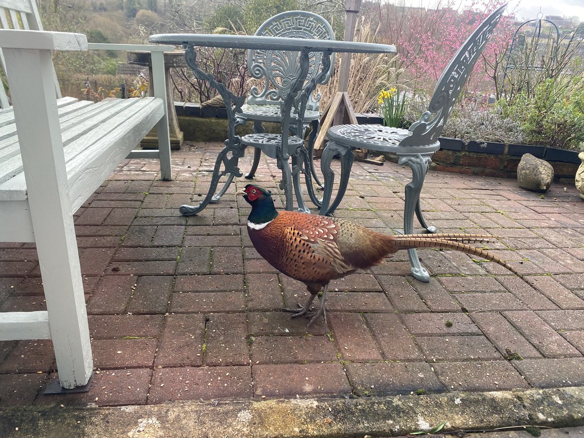 💙🇺🇦Gordon Rice 🐾🇪🇺End wars ☮️ Vegified 🌱 tweet media