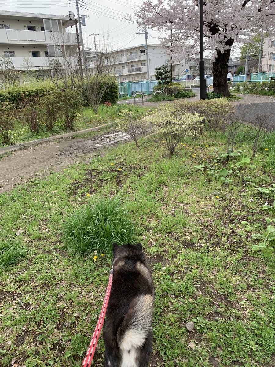 5年前の黒柴シバちゃん。
桜に向かって？（目の前の草🌱？）元気に先導。
会いたいー。

#黒柴　#ずっと16歳　#お空組🌈もうすぐ半年