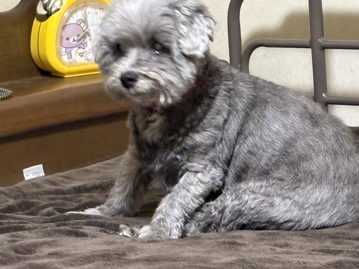 しゅんちゃん tweet media