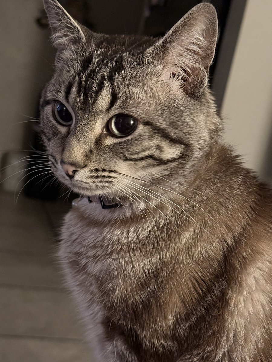 marknominism's tweet image. to give the tl a break, please enjoy these photos of robin 🐱🩵