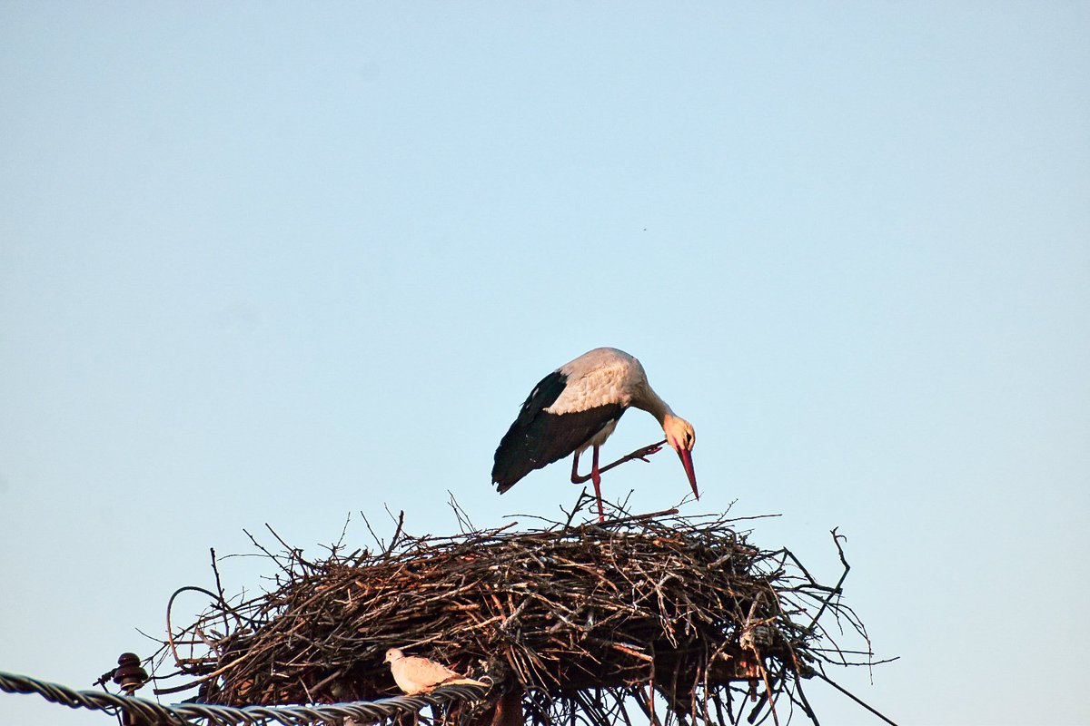 🎀 Dragica Basarić 🎀📸 tweet media