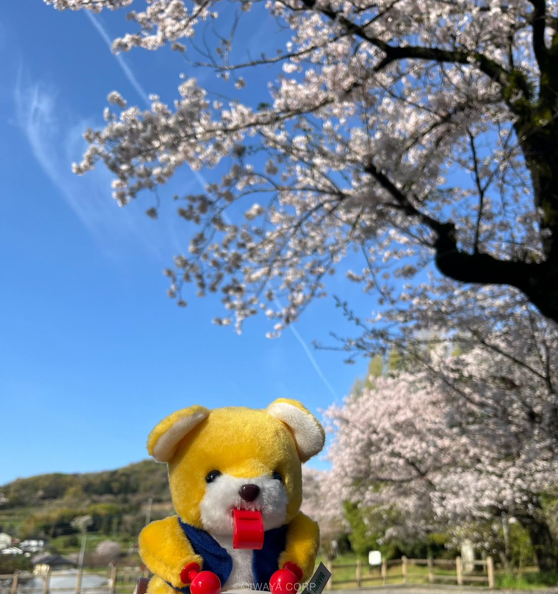 イワヤ株式会社 tweet media