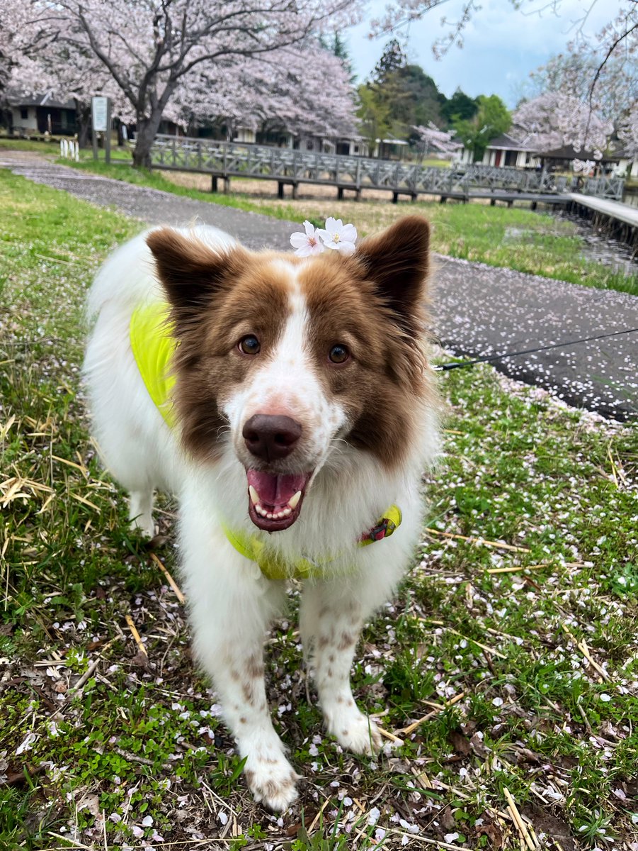 今年も金ちゃんと一緒に桜が見れて本当にうれしい幸せハッピー🌸