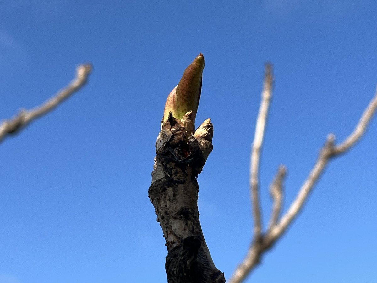 あげだま tweet media