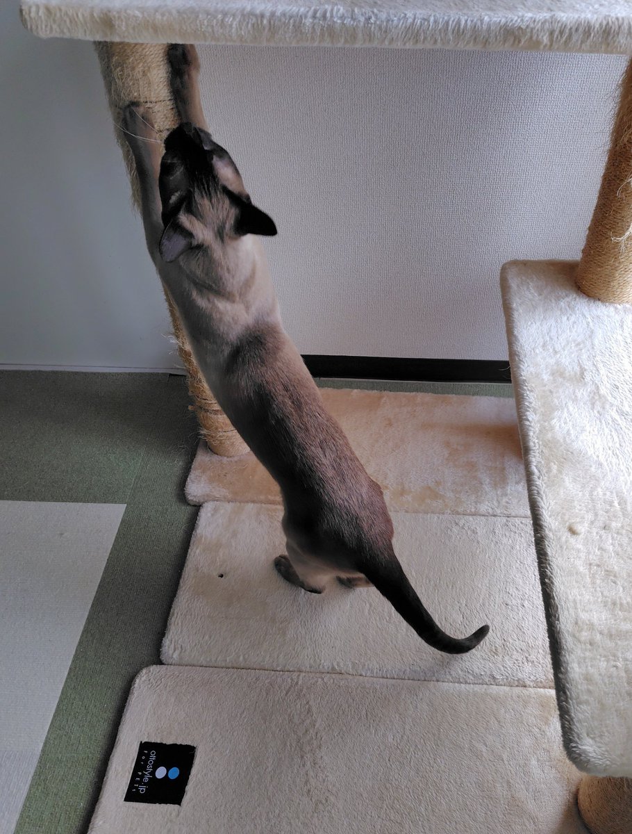 おはようございます🐾
今朝のモチモチなキスケです。