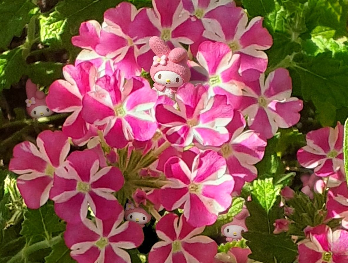 いちご🍓 tweet media