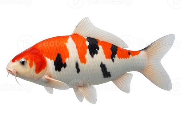 too much radio tweet media