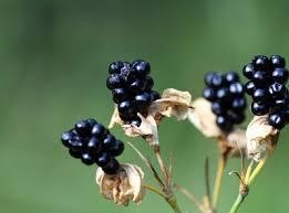 単語はかせBot tweet media