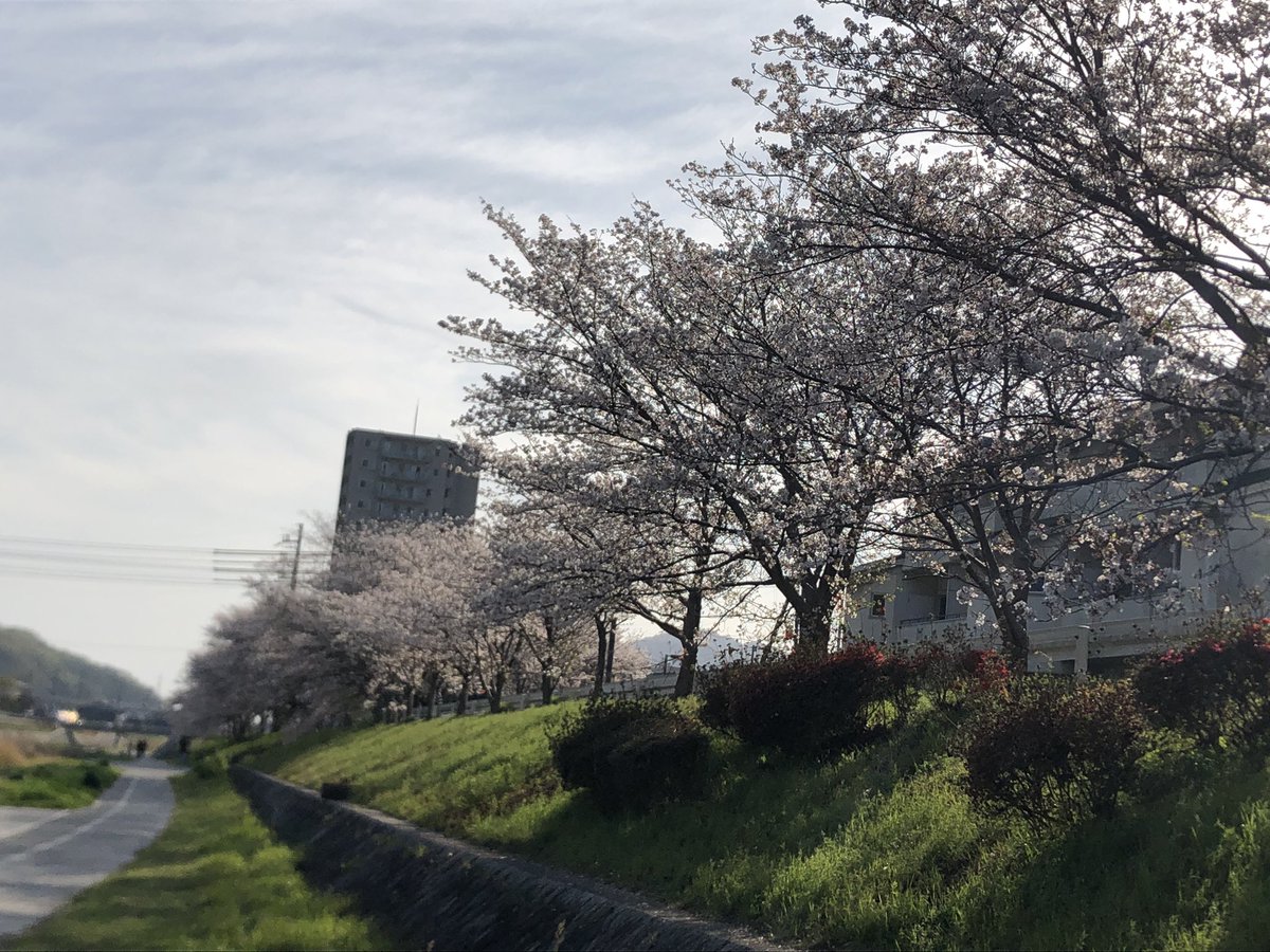 シャドカビ tweet media