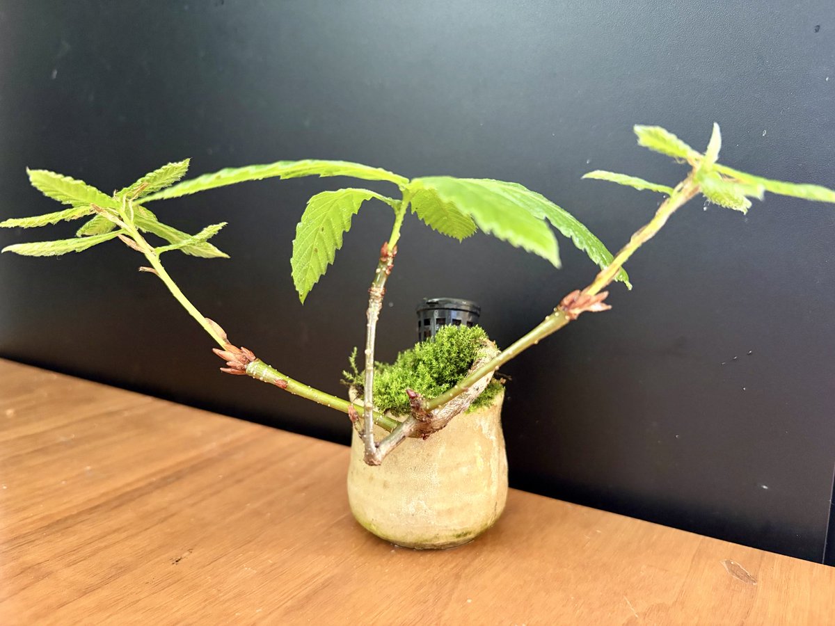 たぶんクマ〻MaybeKuma tweet media