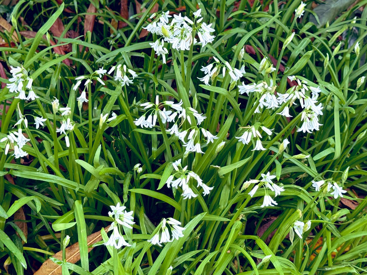 浅間しおん tweet media