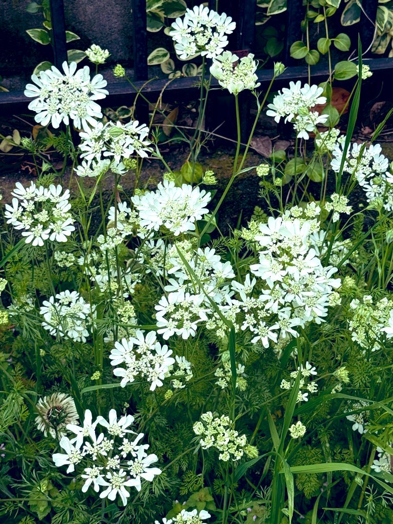 浅間しおん tweet media