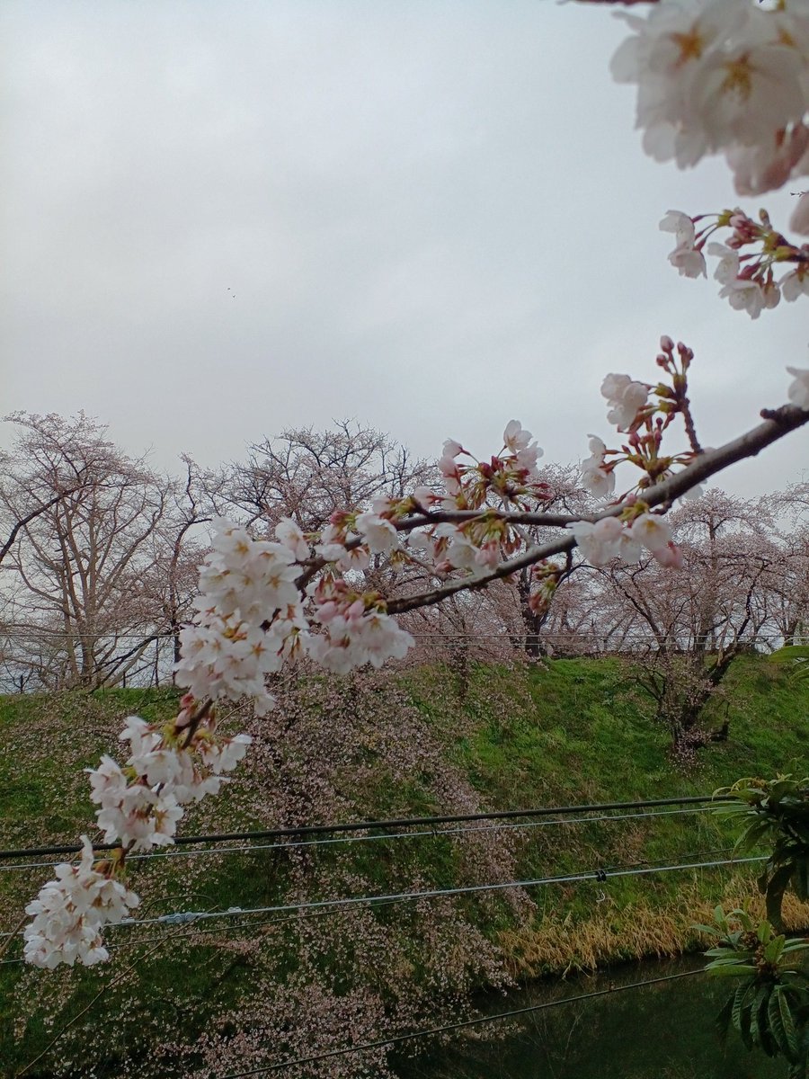 蓮ママ tweet media