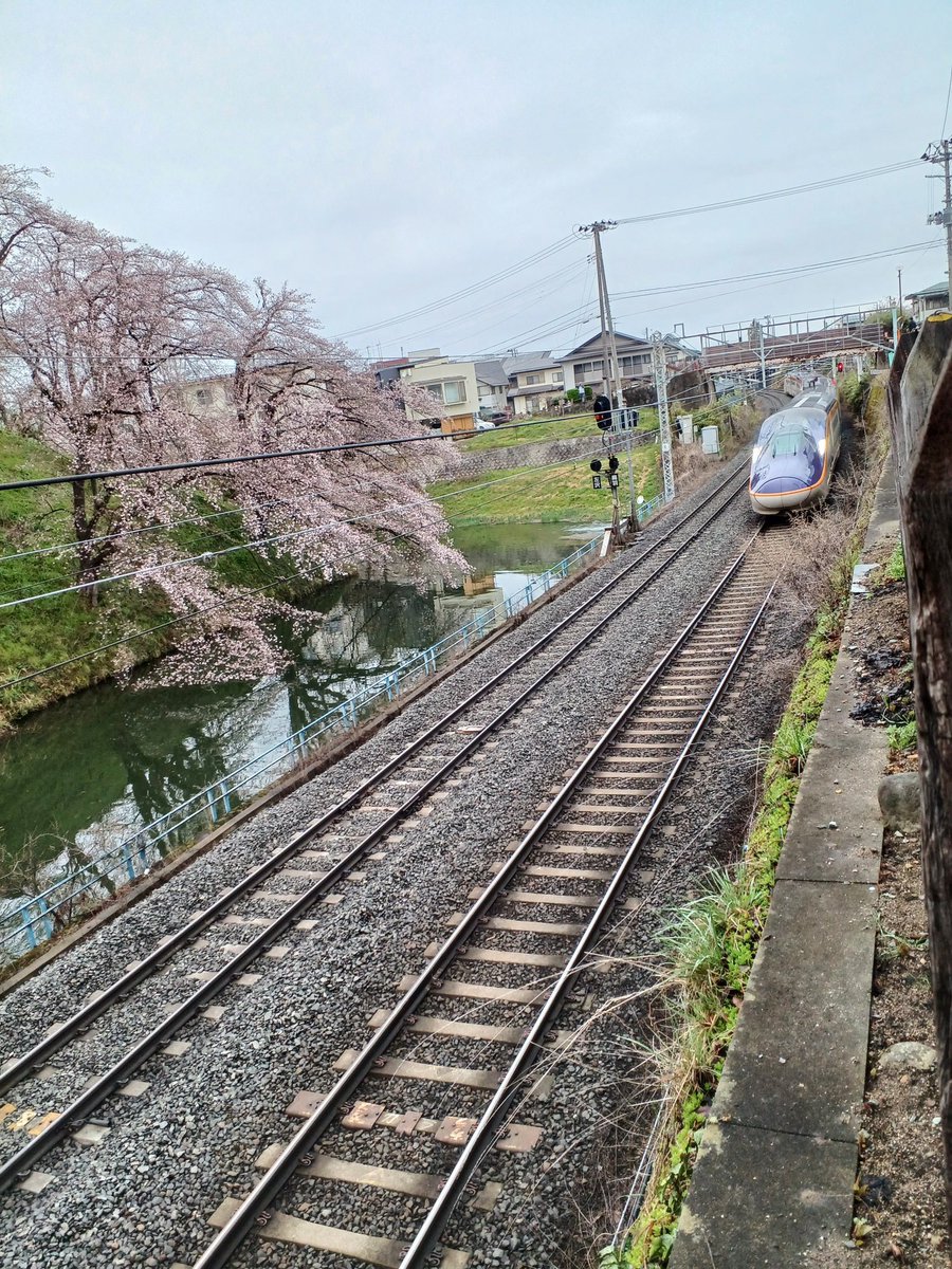 蓮ママ tweet media