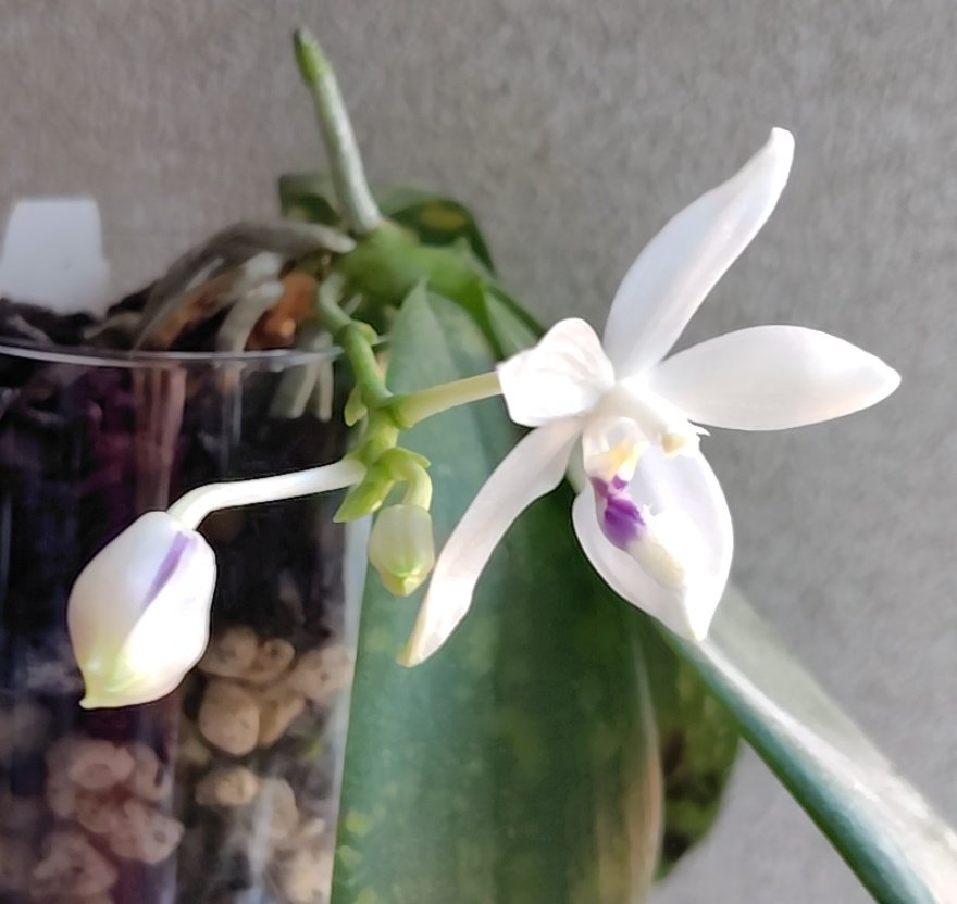 HIIRAGI(柊) tweet media