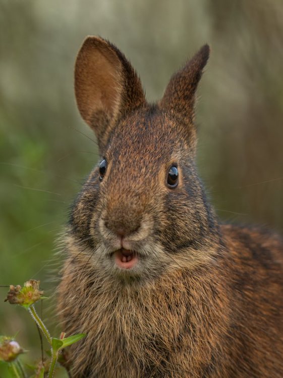 Cat of Doom Miller D tweet media