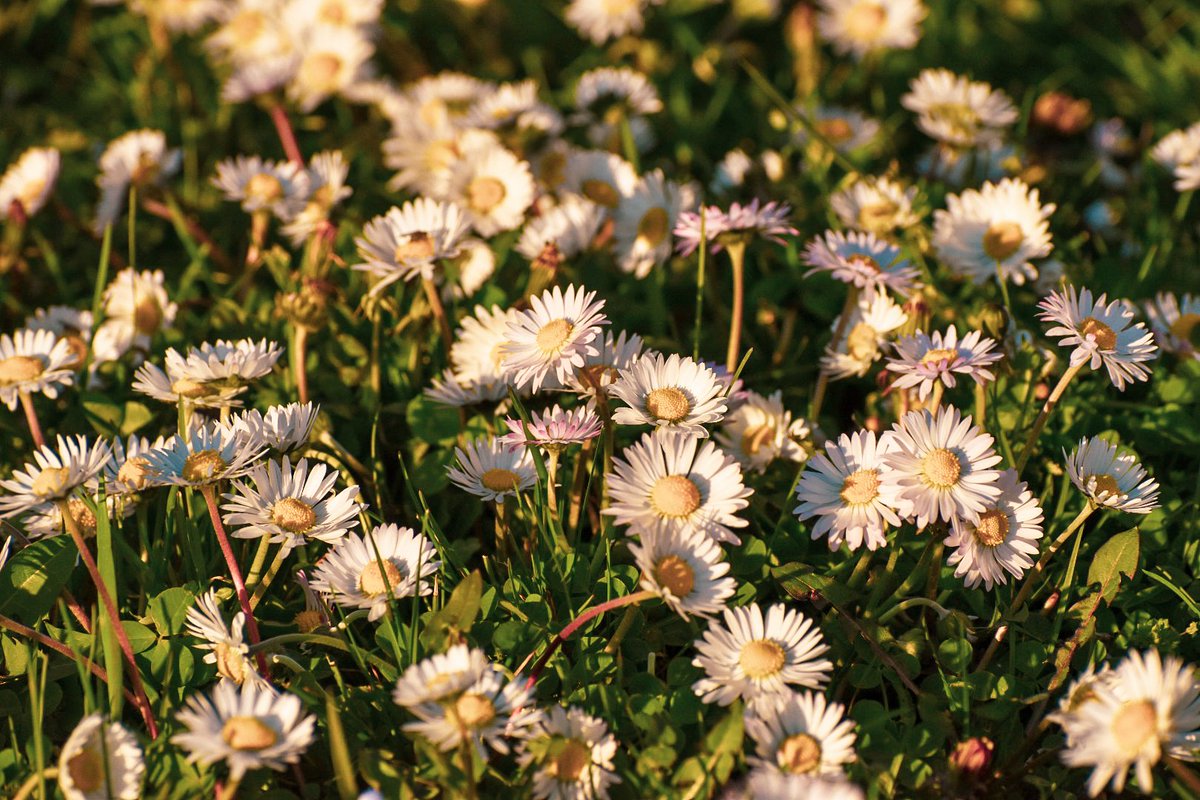 🎀 Dragica Basarić 🎀📸 tweet media