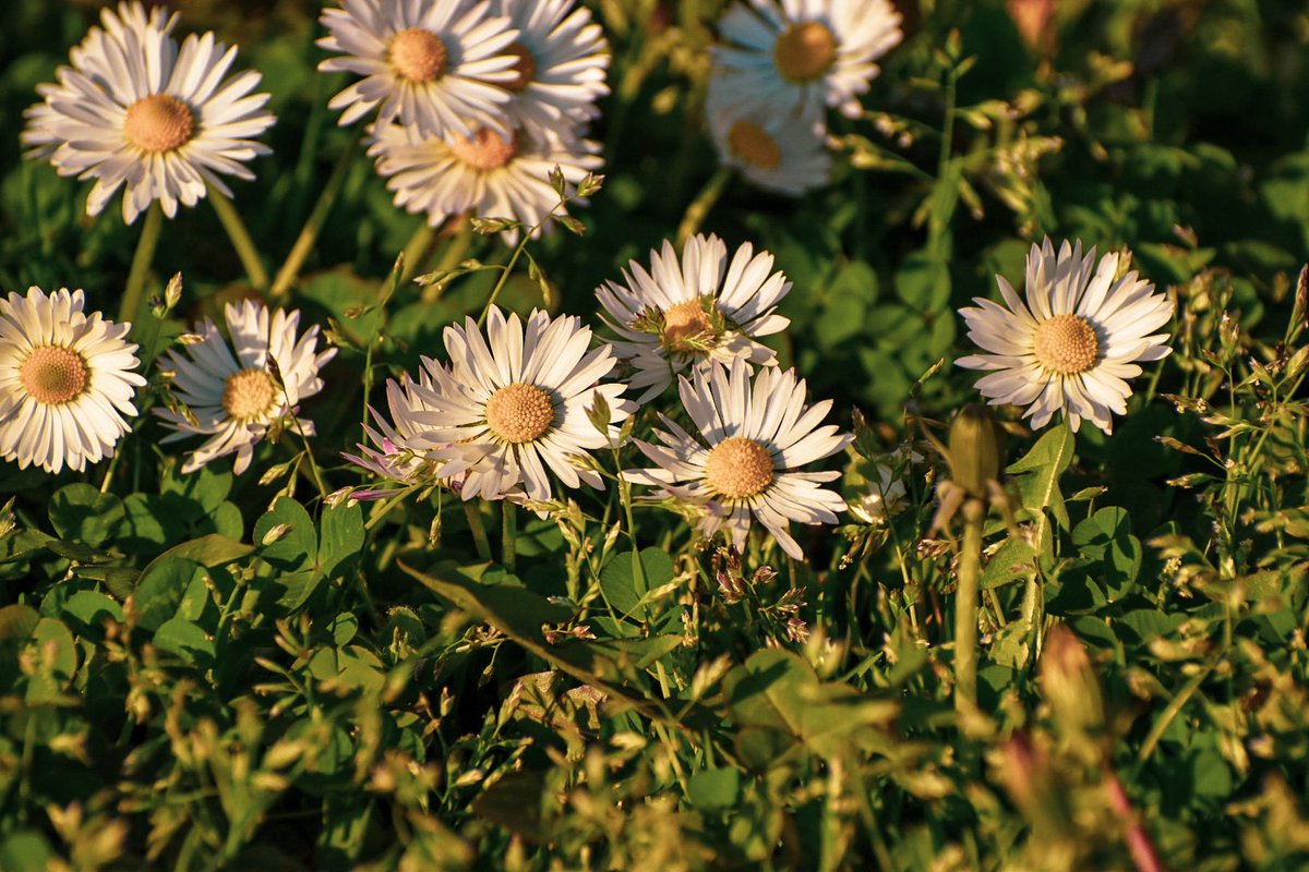 🎀 Dragica Basarić 🎀📸 tweet media