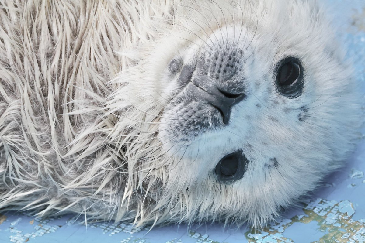 かお🦭 tweet media