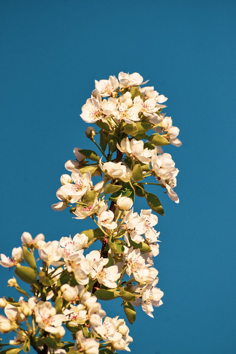 🎀 Dragica Basarić 🎀📸 tweet media