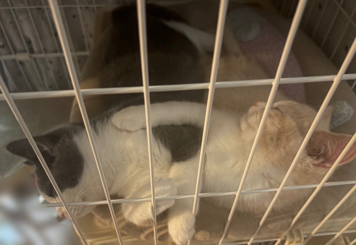 マンチカンのゆーが🐈‍⬛おる🐈 tweet media