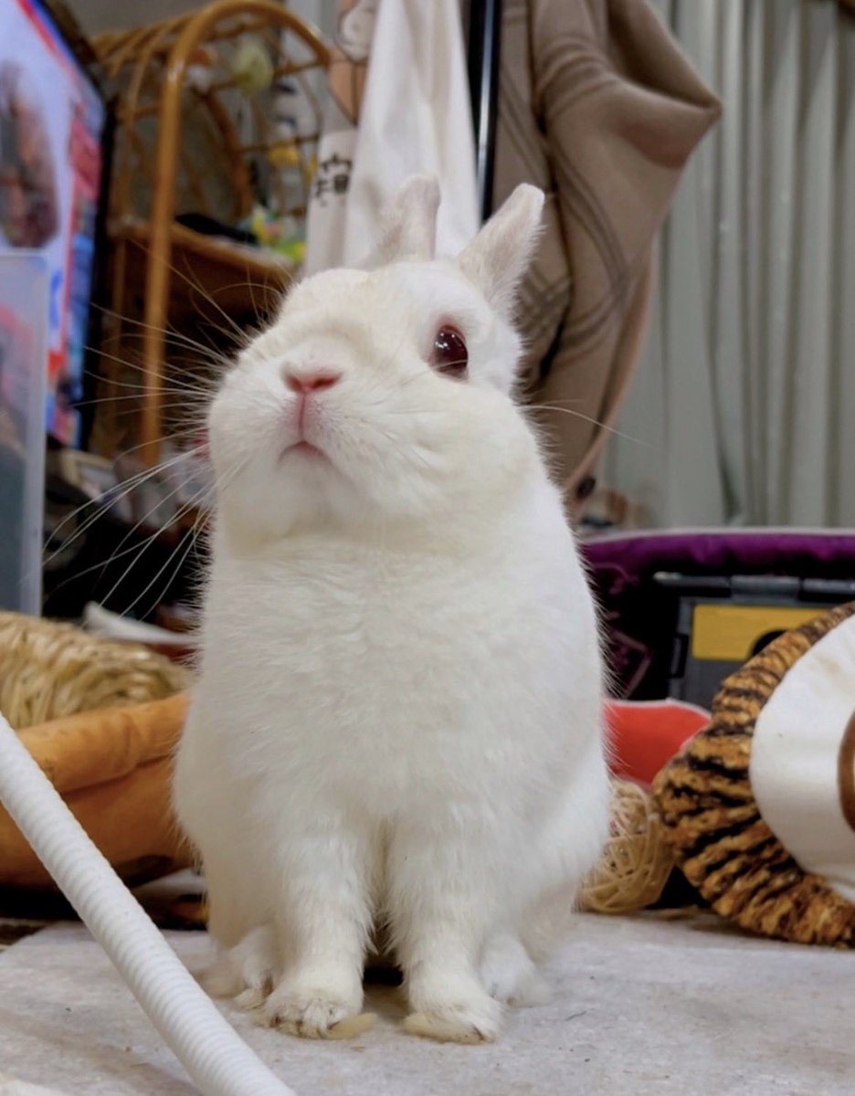 千代屋 tweet media