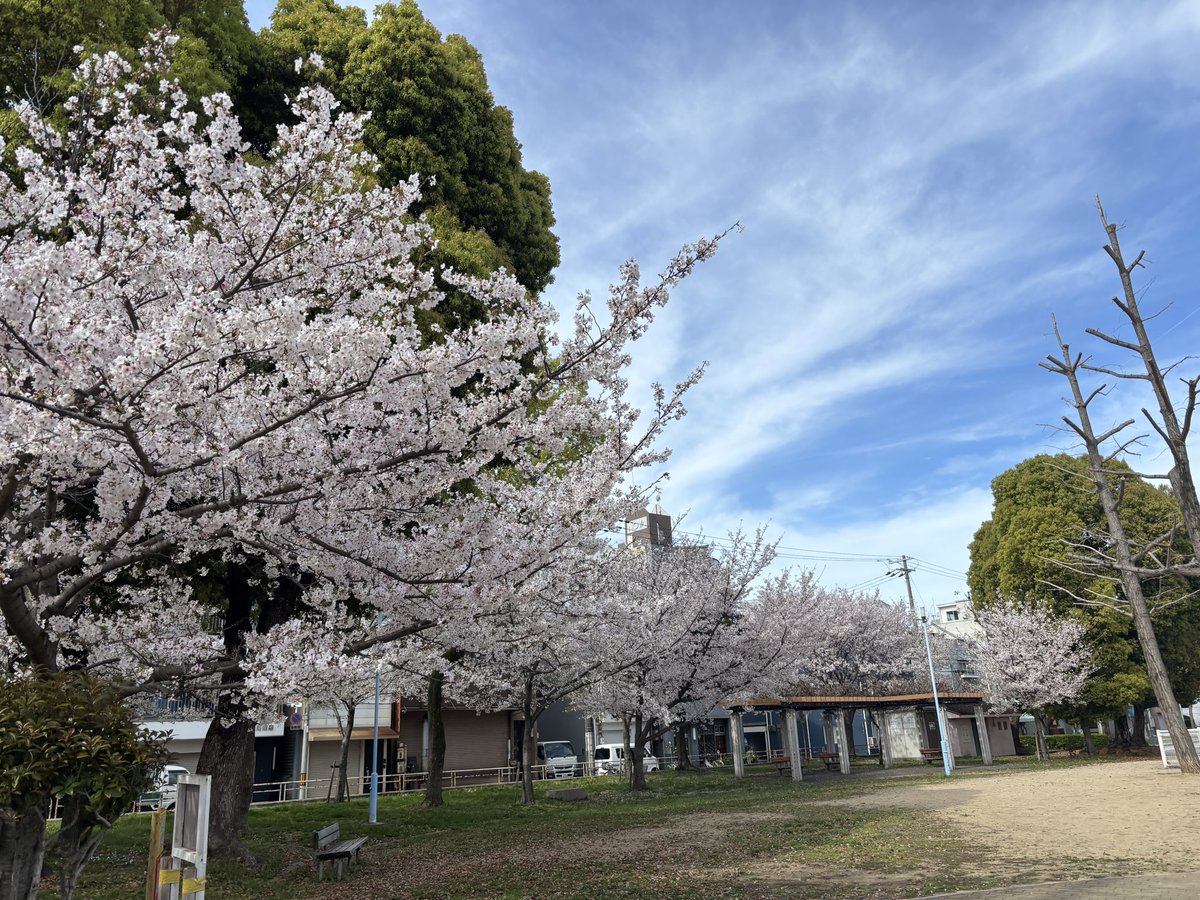 ryousen24's tweet photo. おはりょーせーん☀️今週も始まりました❗️

所用があり関西にいるのですが🌸満開❗️北海道より一足早い完全春を体感です✨

春パワーで今週もがんばりょーせーん💪
#コインランドリー
#札幌
#春
#桜
#季節がわり
#企業公式が朝の挨拶を言い合う
#相互フォロー https://t.co/5apKv2Umca