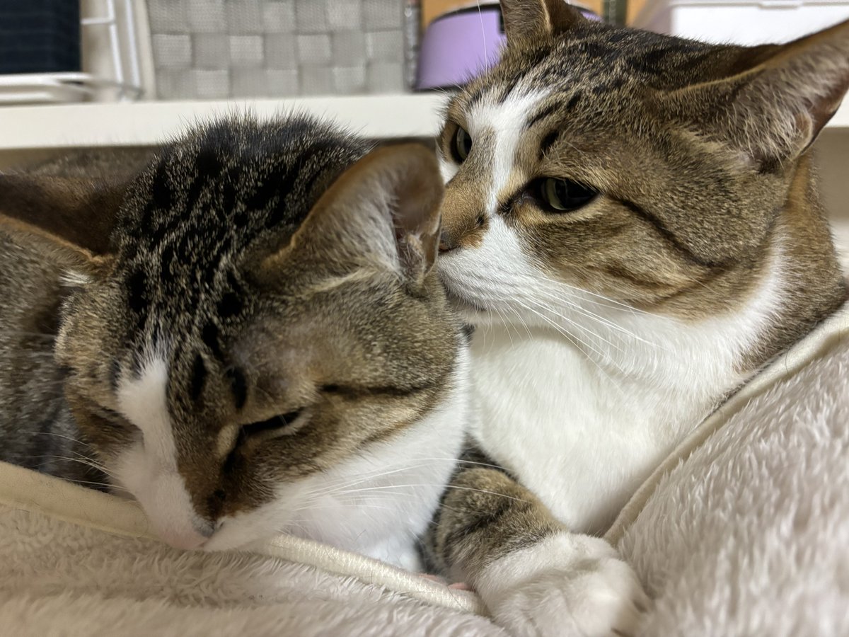 レモンとソーダ tweet media