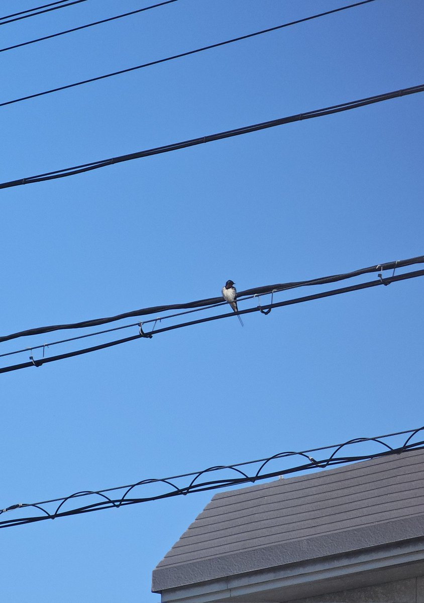 R183(R.Iwasa) tweet media