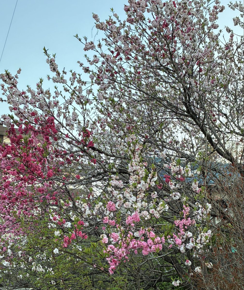 なすこ tweet media