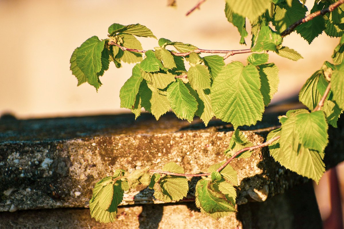 🎀 Dragica Basarić 🎀📸 tweet media