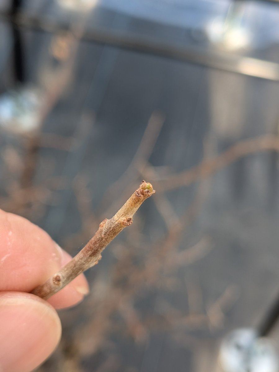 Le Norte tweet media