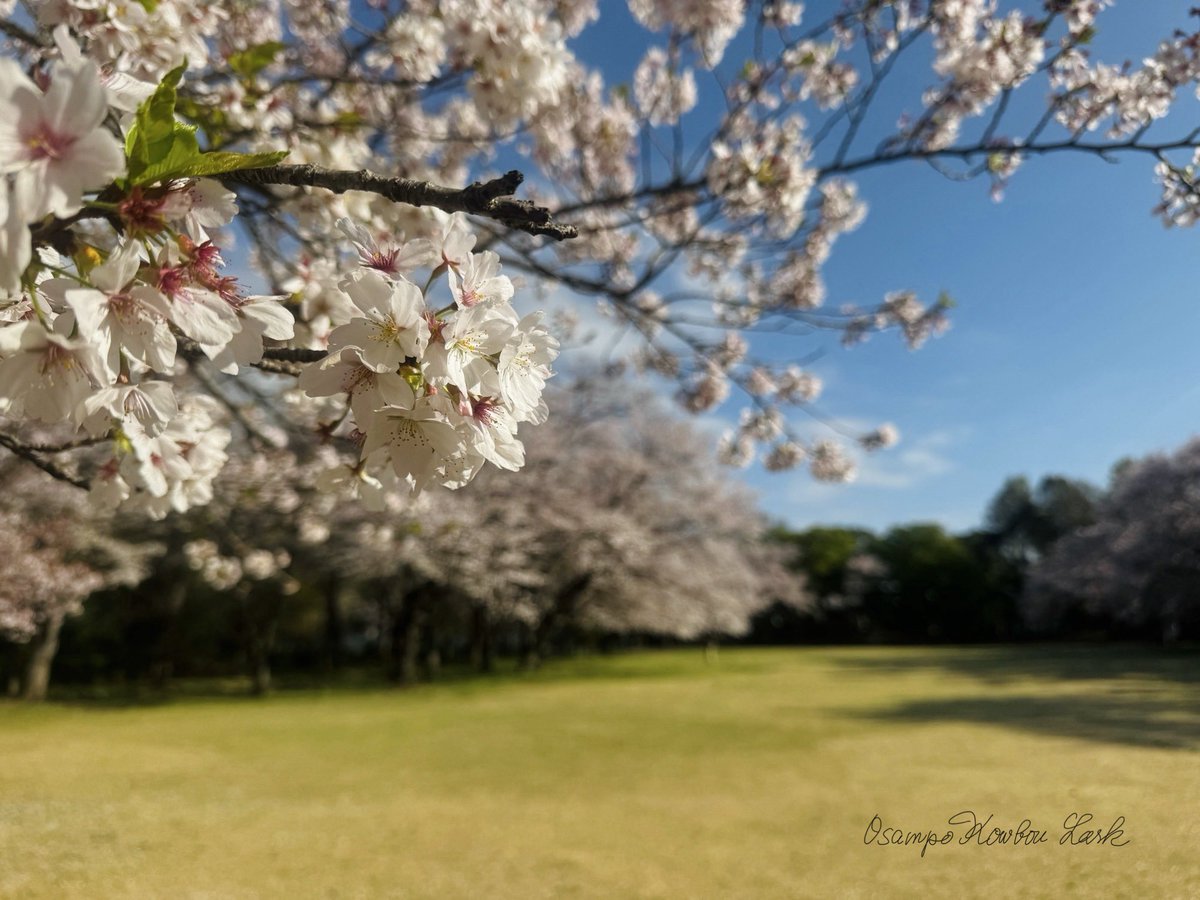 ラ～ク♪楽しい生活探し☆散歩してお茶を飲み花や鳥を愛でる日々 tweet media