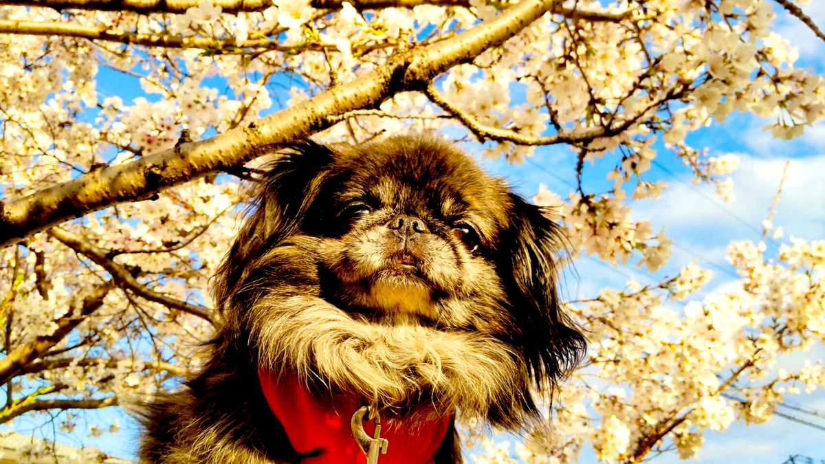 666_roxanne's tweet photo. もぺちと桜🌸🌱.•*¨*• 🌸.•*¨*•🍃🌸.•*¨*•🌸🌱.•*¨*•🌸 https://t.co/s8fydHwYpn