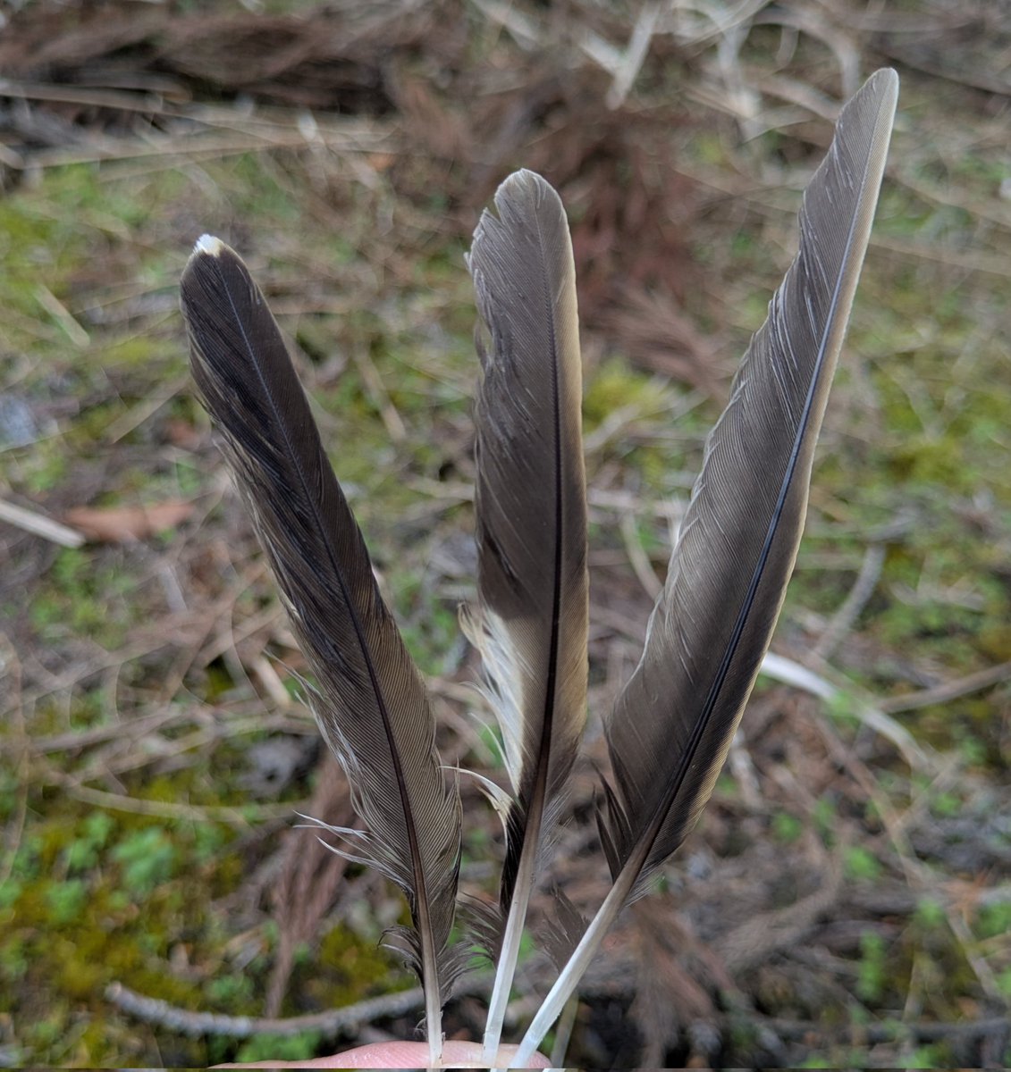 湖畔ノ森 tweet media