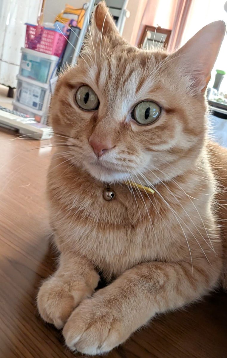 ぷりんちゃん𝕏 tweet media