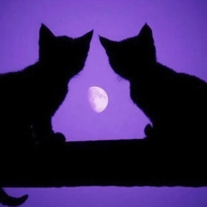 𝐒𝐞𝐫𝐞𝐧𝐚 ‎ꫂ᭪݁ tweet media