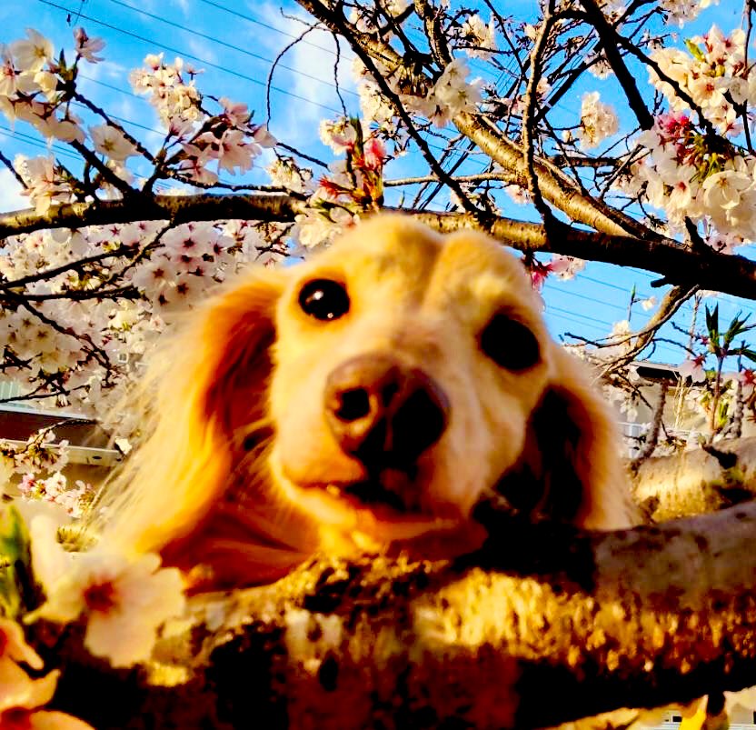 666_roxanne's tweet photo. ぴーなつぼーいと桜🌸🌱.•*¨*• 🌸.•*¨*•🍃🌸.•*¨*•🌸🌱.•*¨*•🌸 https://t.co/h0n4C3SPkJ