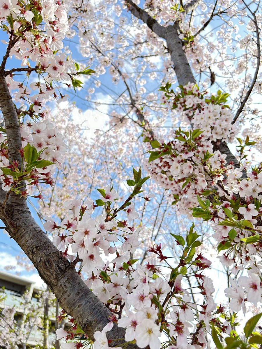 yo suzuki akisai tweet media