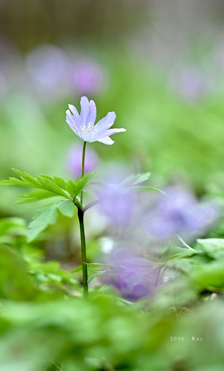 れいさん tweet media