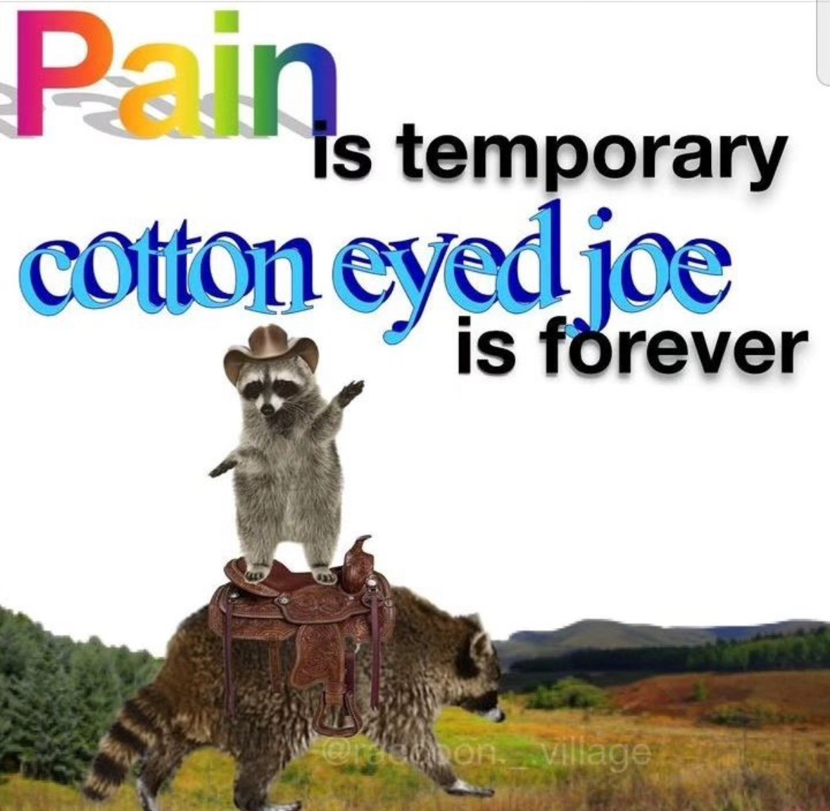 raccoon aesthetic. tweet media