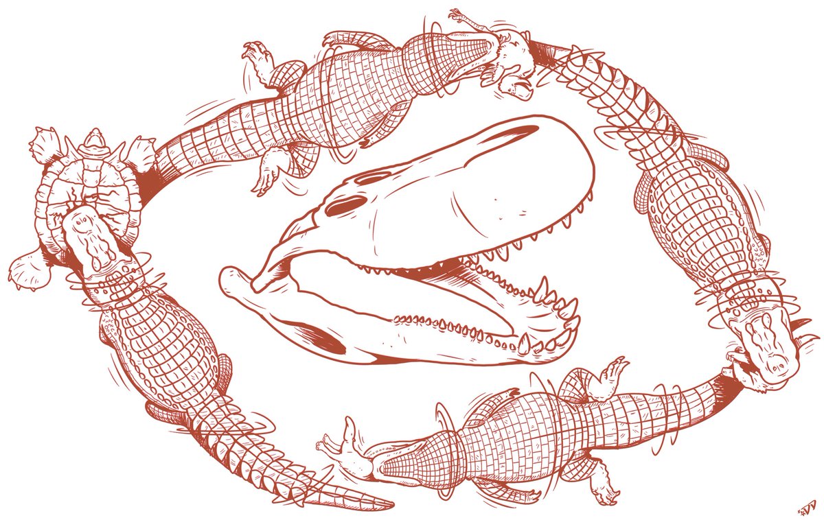 astrapionte's tweet image. Purussaurus brasiliensis sketches for @ExtinctOnImpact !!

#paleoart #caiman #Reptiles #crocodile