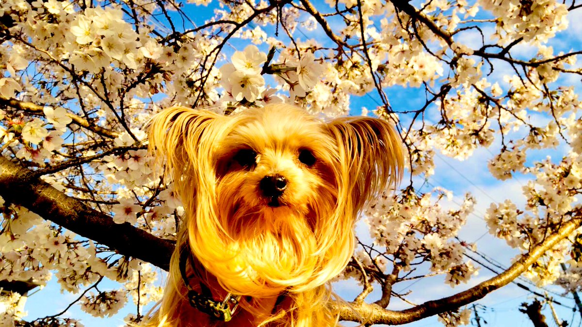 666_roxanne's tweet photo. たるると桜🌸🌱.•*¨*• 🌸.•*¨*•🍃🌸.•*¨*•🌸🌱.•*¨*•🌸 https://t.co/Uy8K1Bpidq