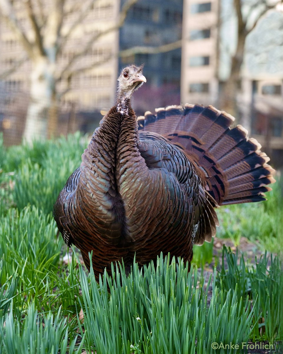 Anke Frohlich Photography tweet media