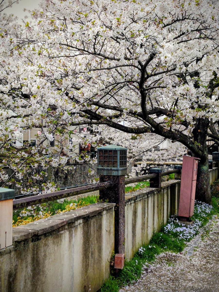 海水ソムリエLUNAS🦈 tweet media